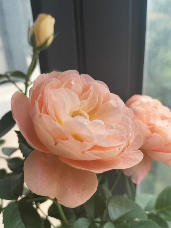 仵作娇娘讲的是什么故事