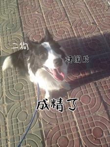 江南恨全文阅读